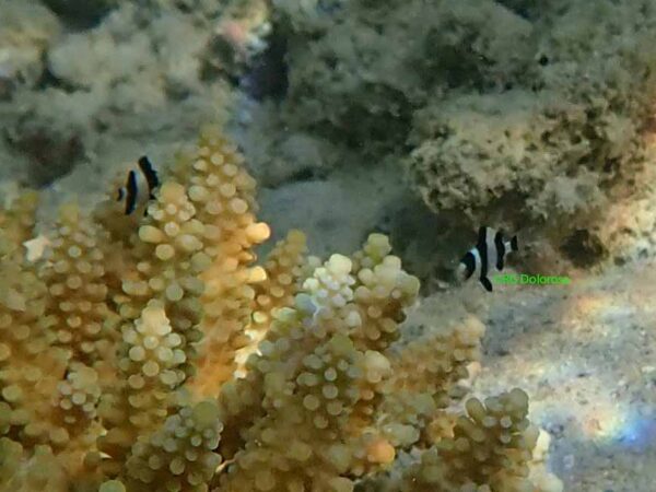 Dascyllus melanurus
