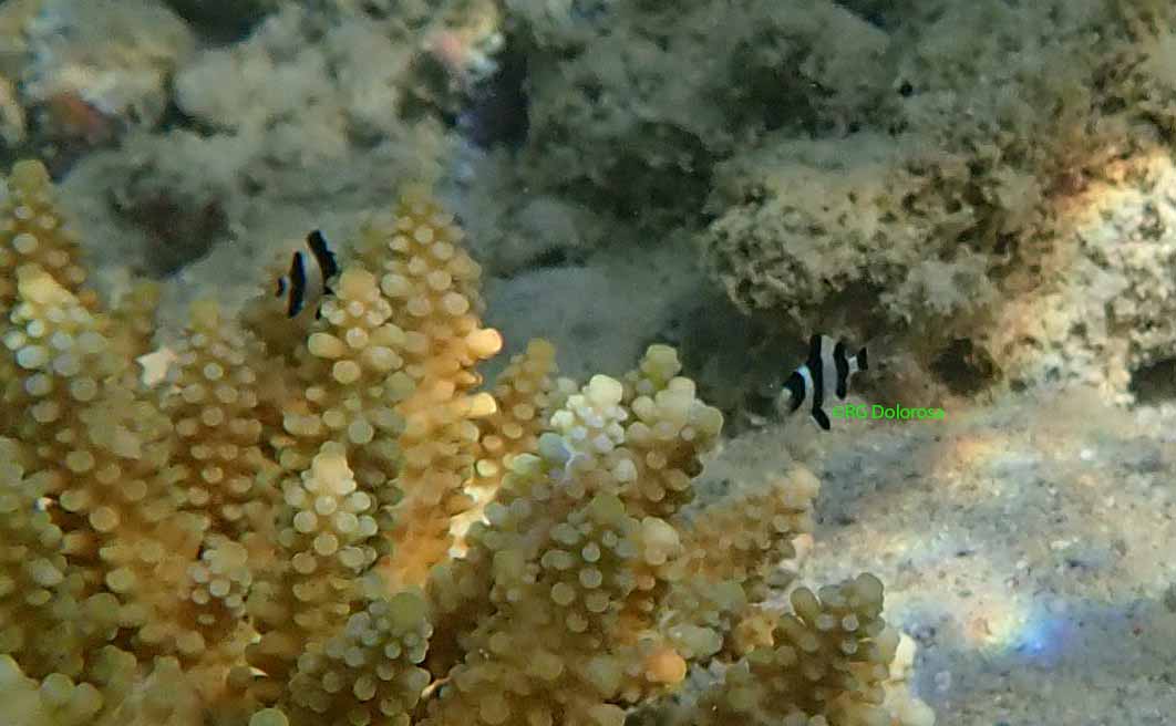 Dascyllus melanurus