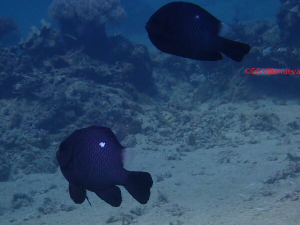 Dascyllus trimaculatus