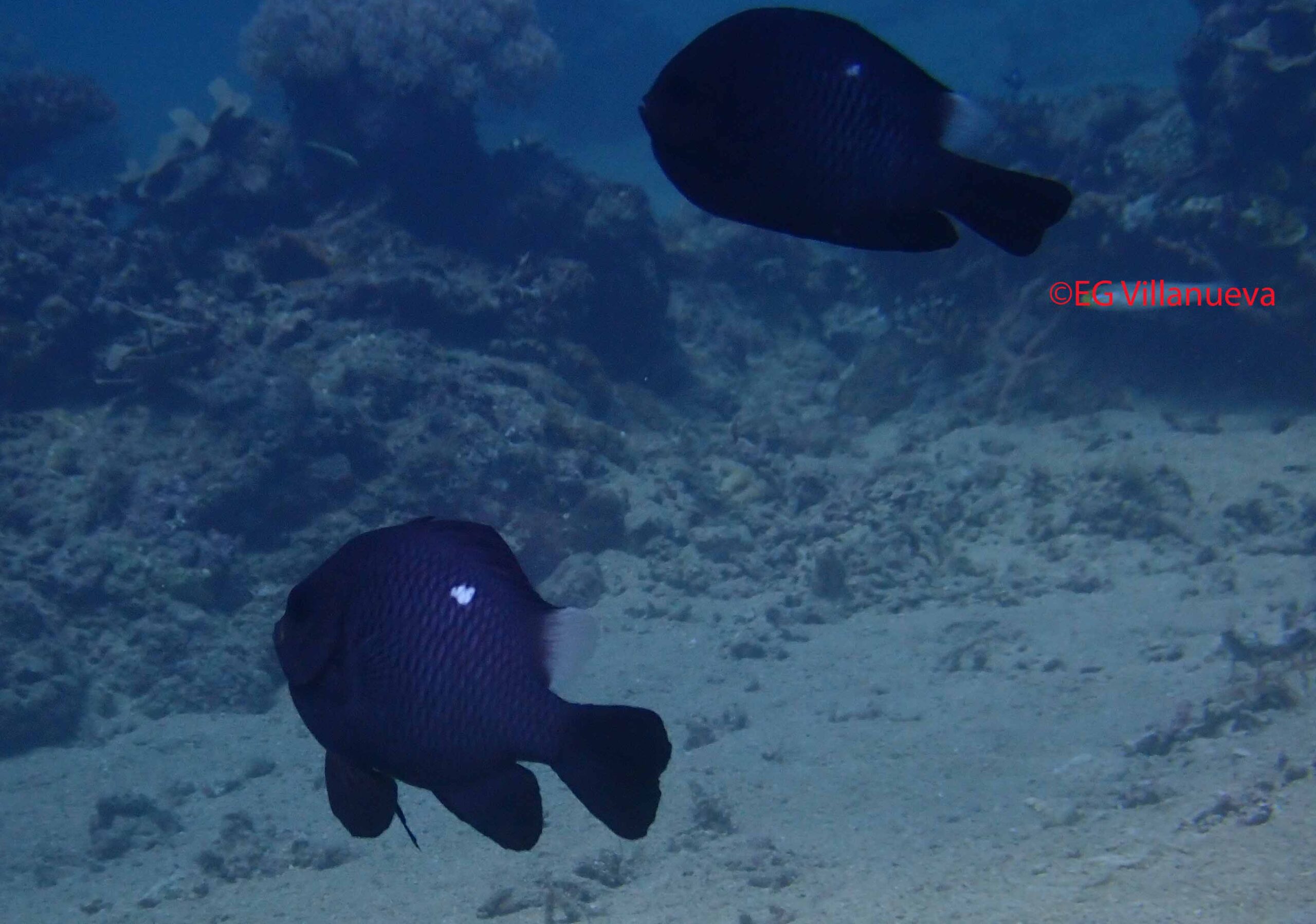 Dascyllus trimaculatus