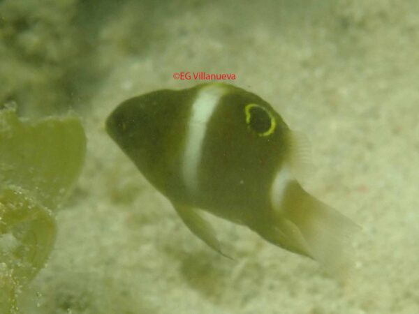 Dischistodus chrysopoecilus