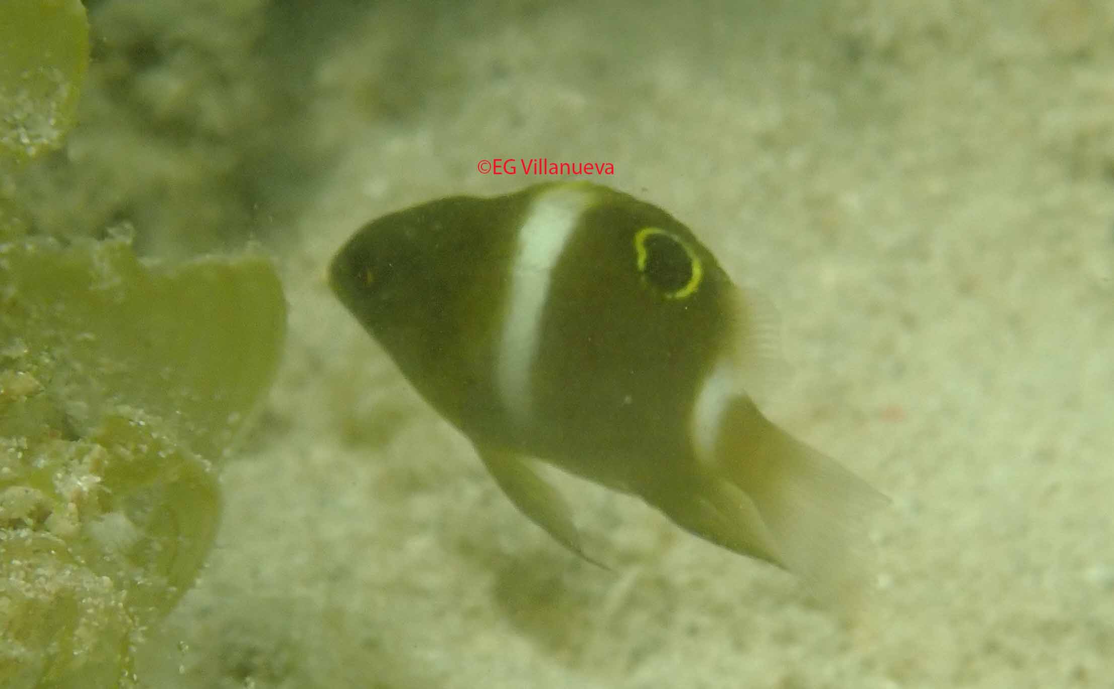 Dischistodus chrysopoecilus