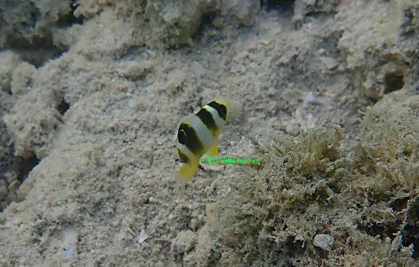 Neoglyphidodon  darwinensis