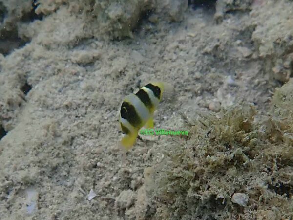 Dischistodus darwinensis