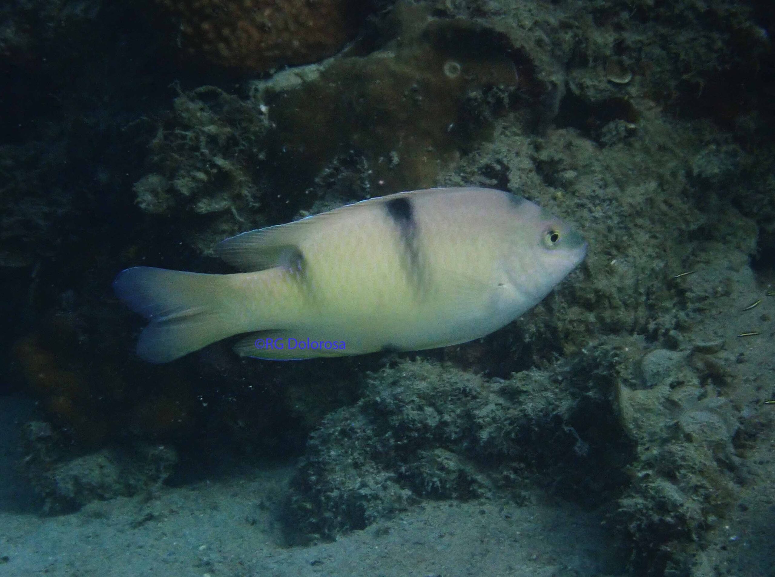Dischistodus perspicillatus