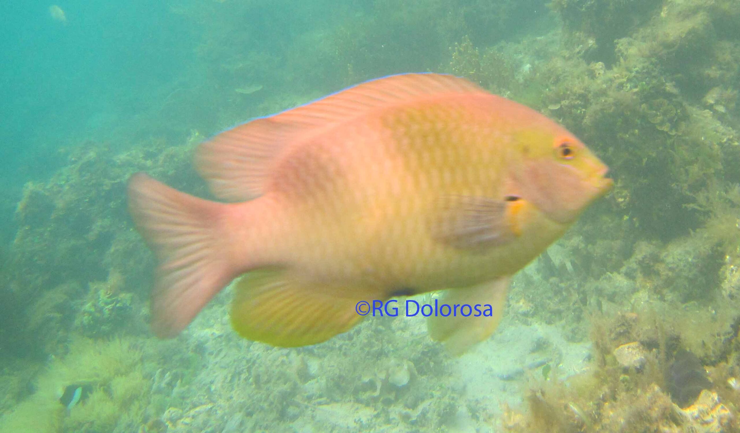 Dischistodus prosopotaena