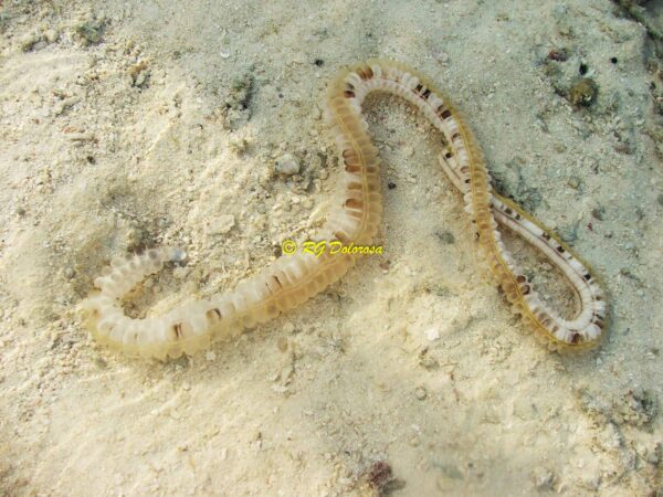 Euapta godeffroyi