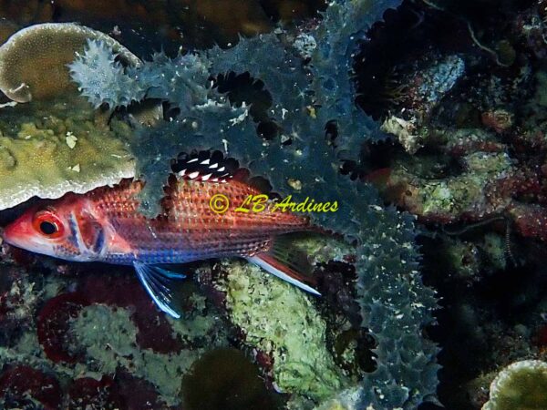 Gelliodes fibulata