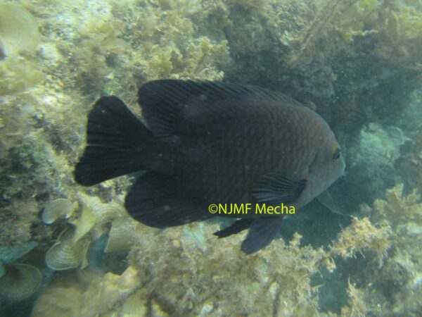 Hemiglyphidodon plagiometapon