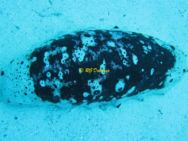 Holothuria fuscogilva