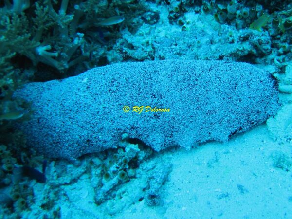 Holothuria whitmaei