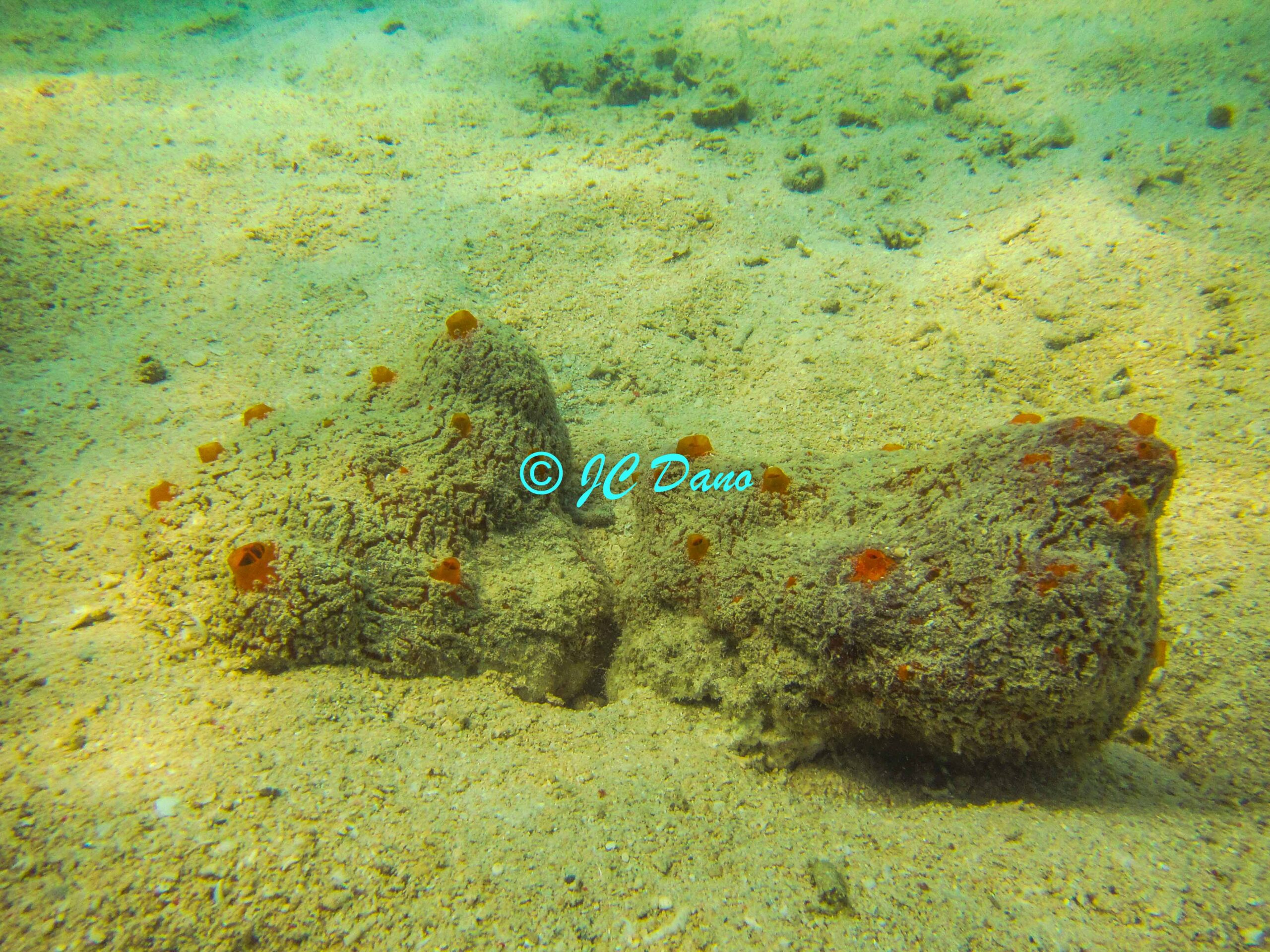 Myrmekioderma granulatum