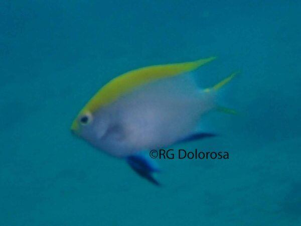 Neoglyphidodon melas
