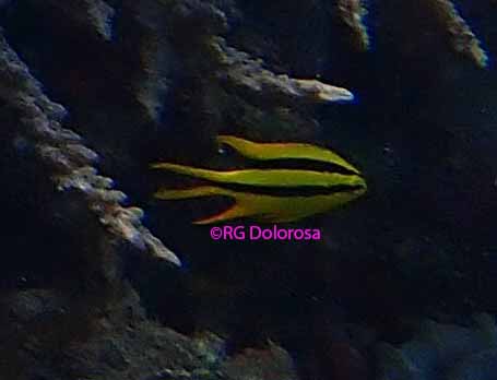 Neoglyphidodon nigroris