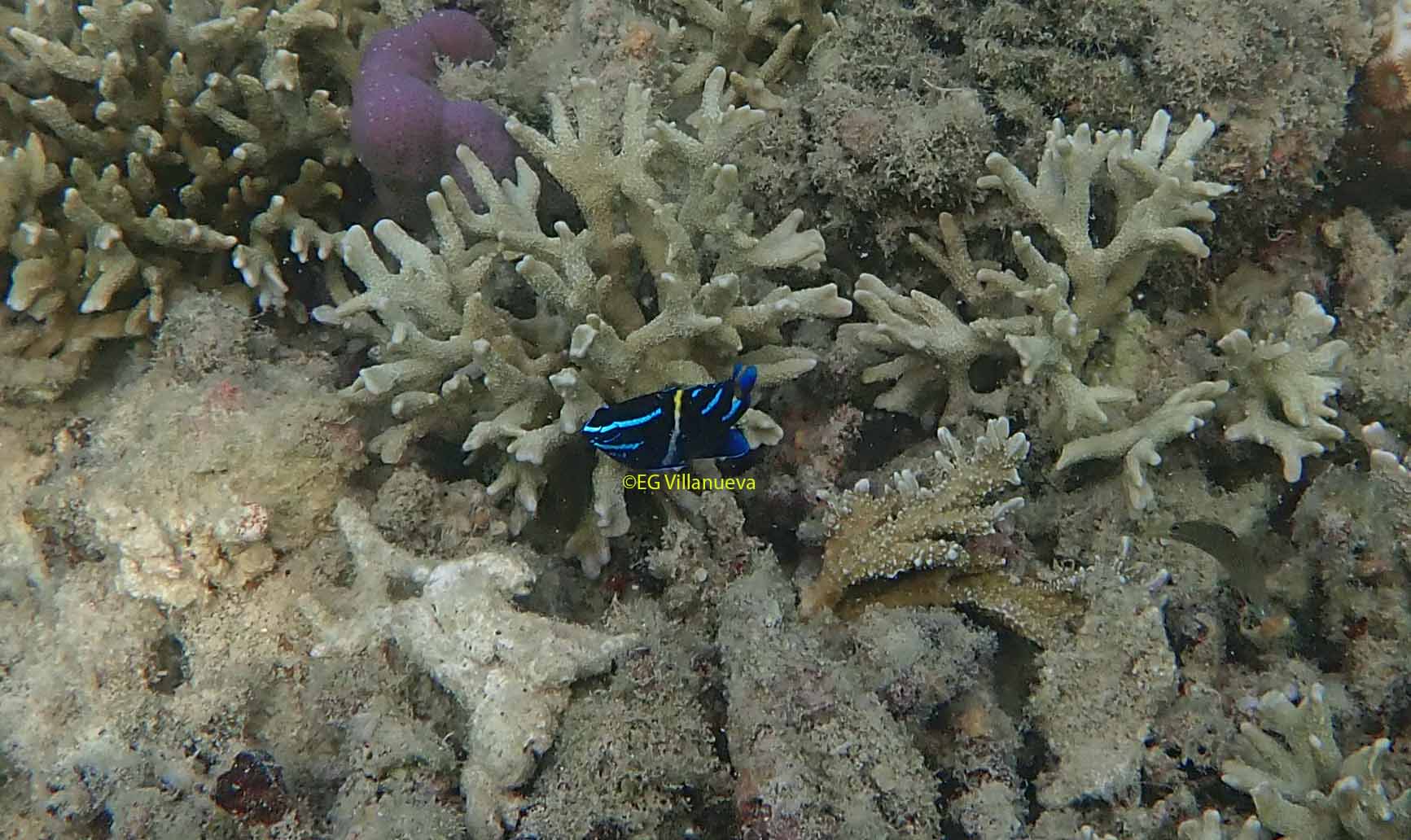 Neoglyphidodon oxyodon
