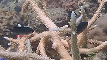 Neopomacentrus filamentosus