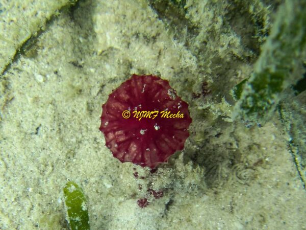 Oceanapia sagittaria