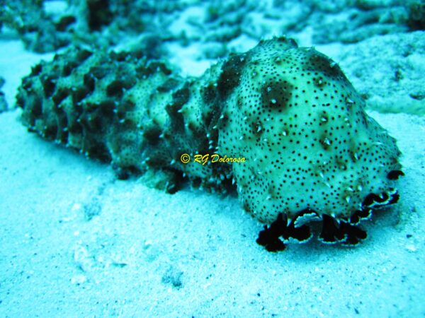Pearsonothuria graeffei