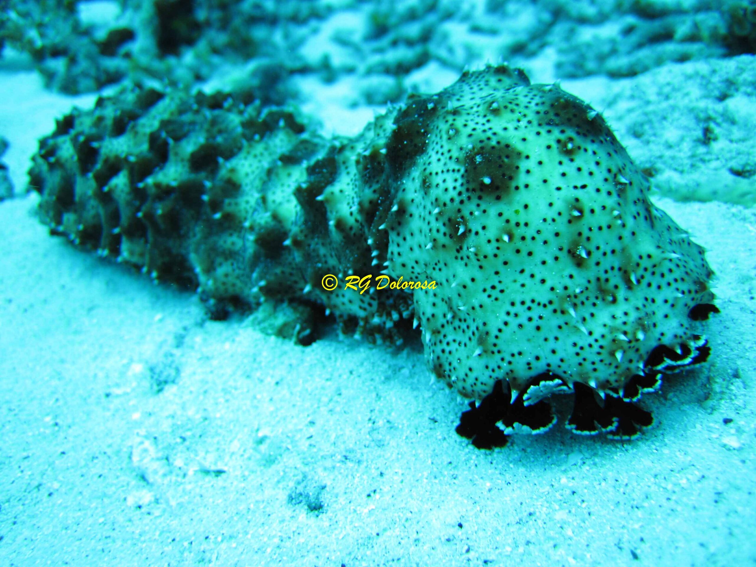 Pearsonothuria graeffei