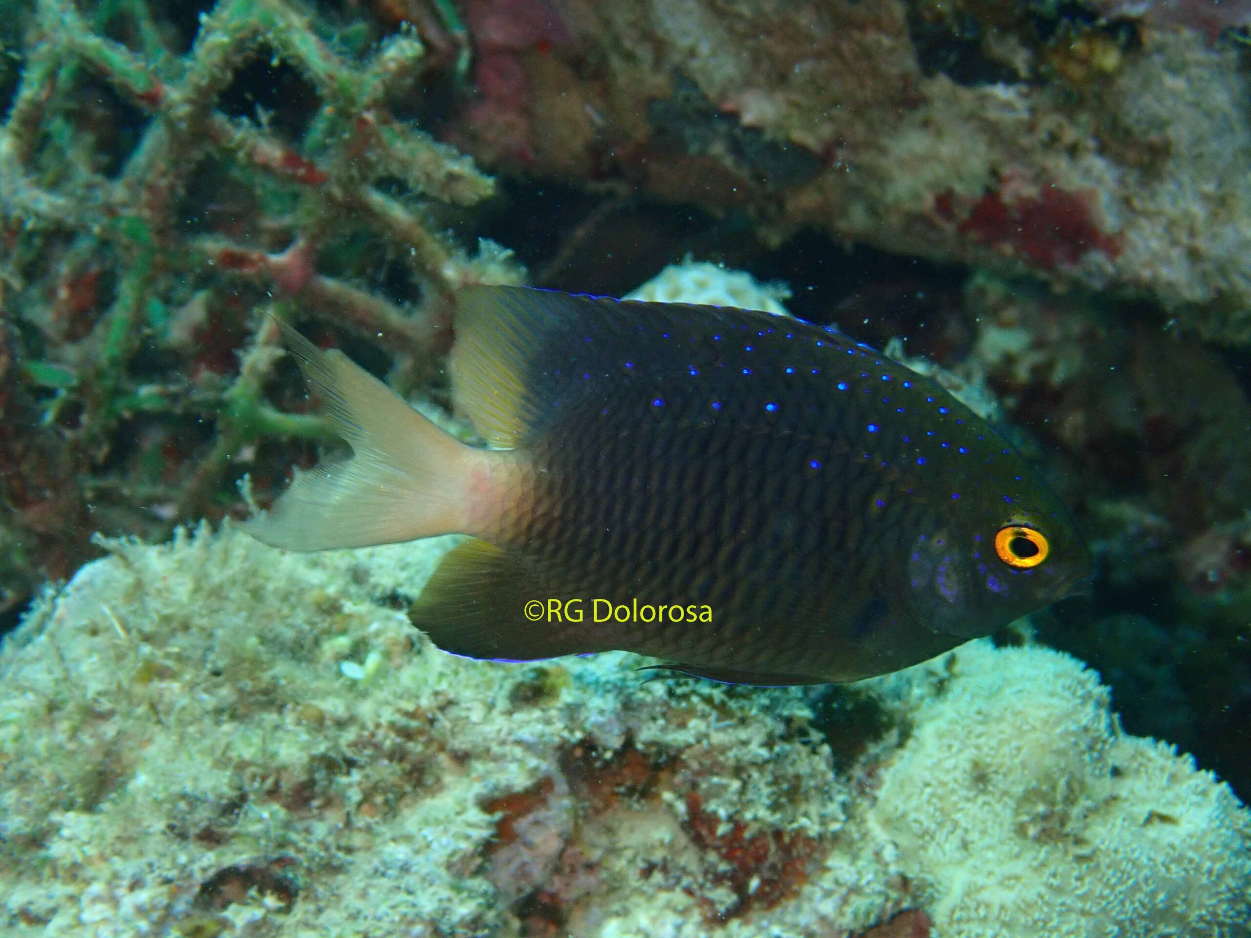 Plectroglyphidodon lacrimatus
