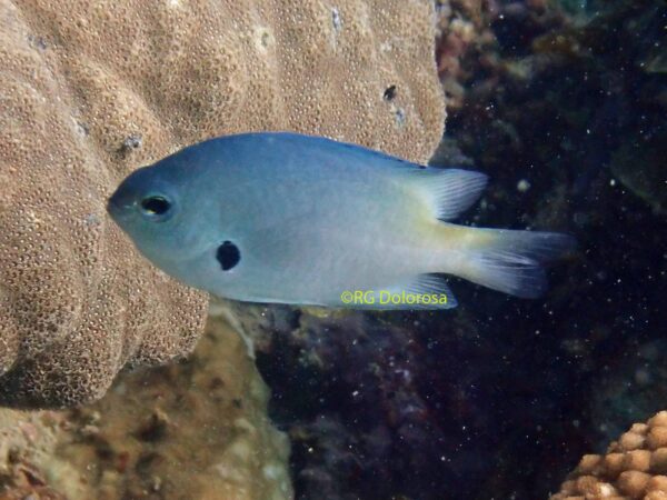 Pomacentrus alexanderae