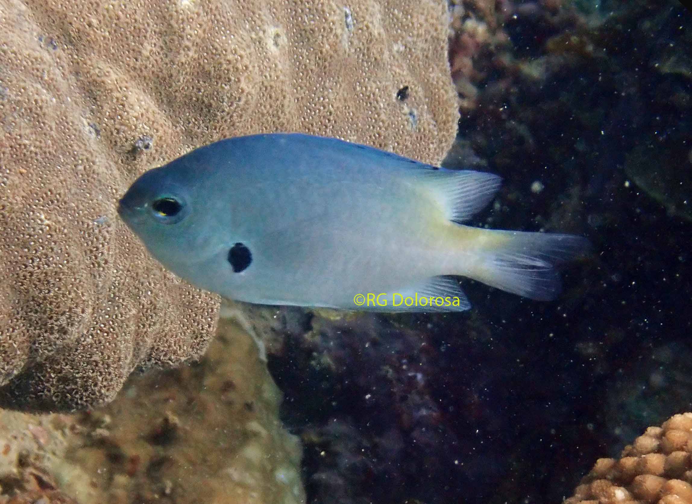 Pomacentrus alexanderae