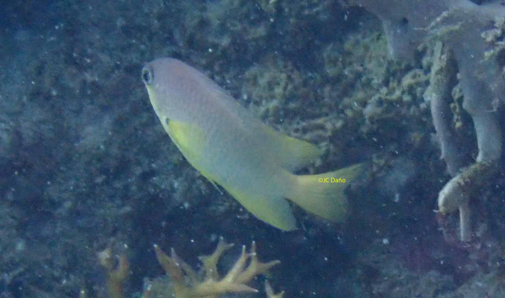Pomacentrus amboinenesis