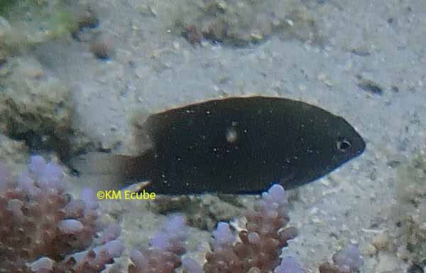 Pomacentrus armillatus