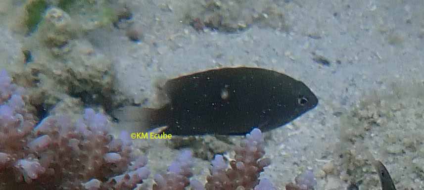 Pomacentrus armillatus