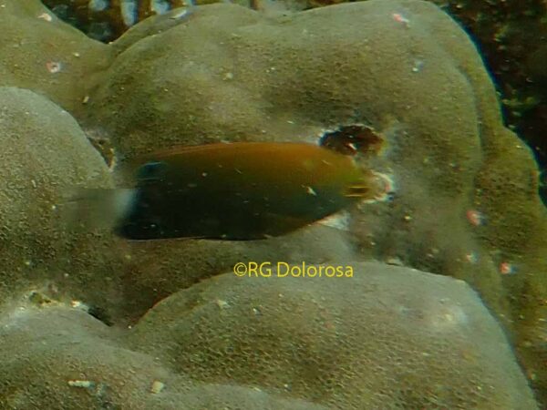 Pomacentrus chrysurus