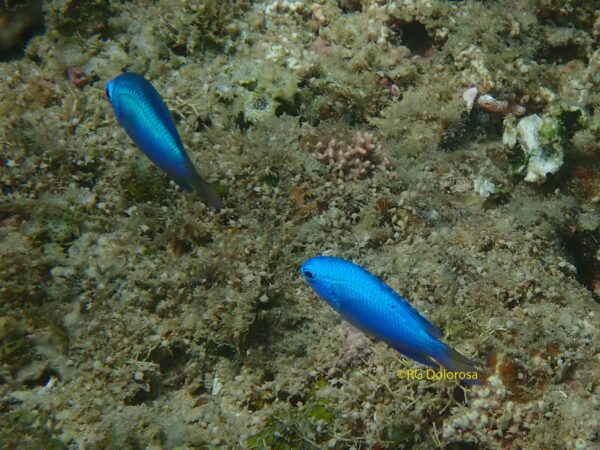 Pomacentrus coelestes