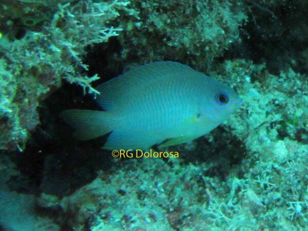 Pomacentrus geminusphilus