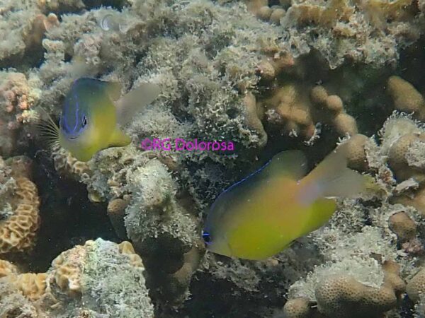 Pomacentrus grammorhynchus