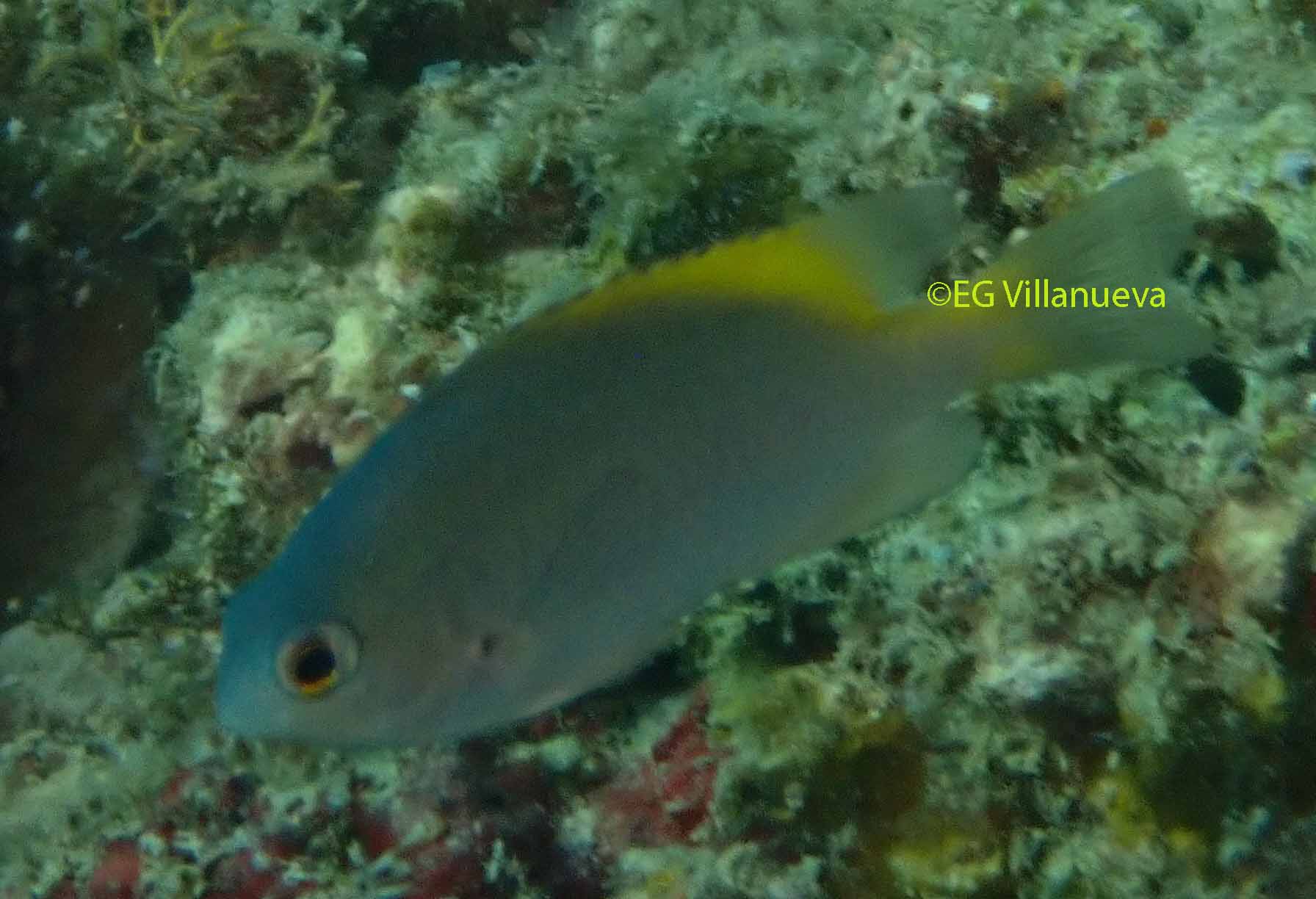 Pomacentrus lepidogenys