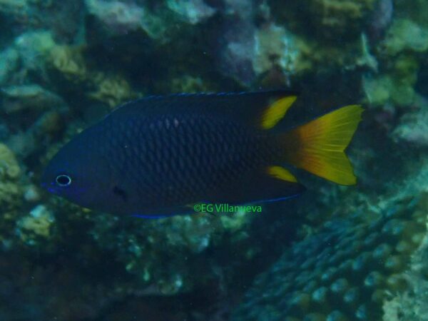 Pomacentrus phillippinus