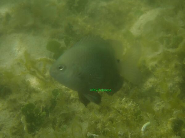 Pomacentrus tripunctatus
