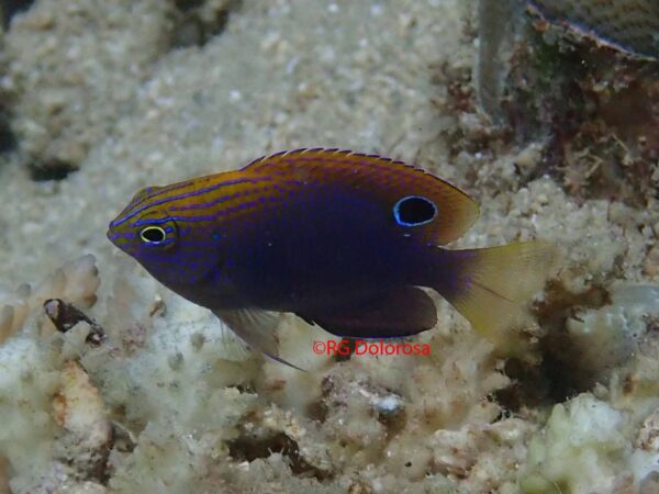 Pomacentrus viauli