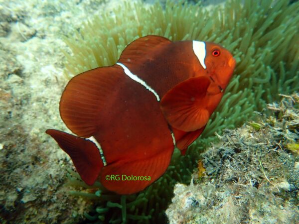 Premnas biaculiatus