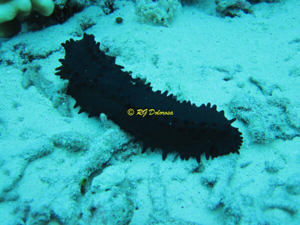 Stichopus chloronotus