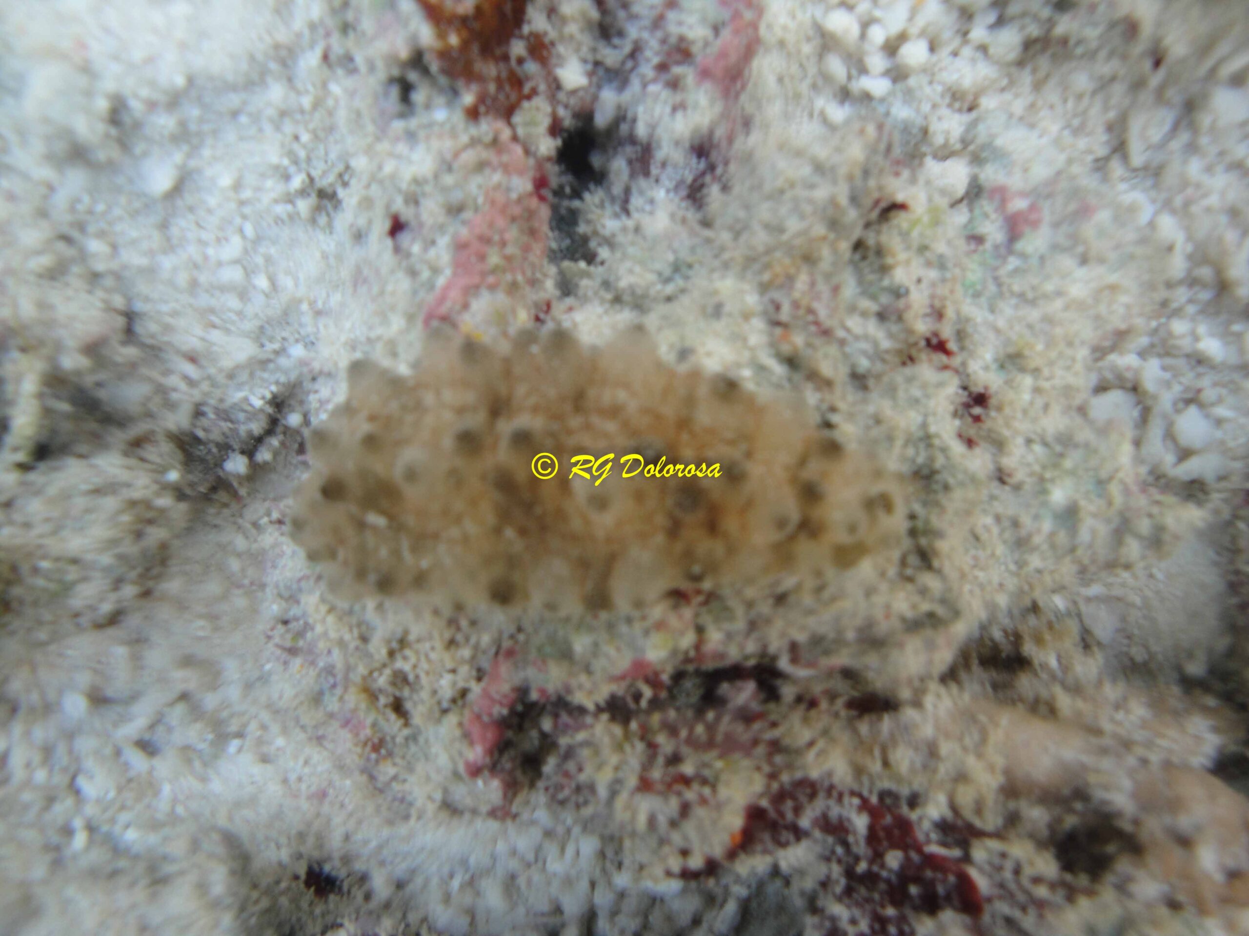 Stichopus sp.