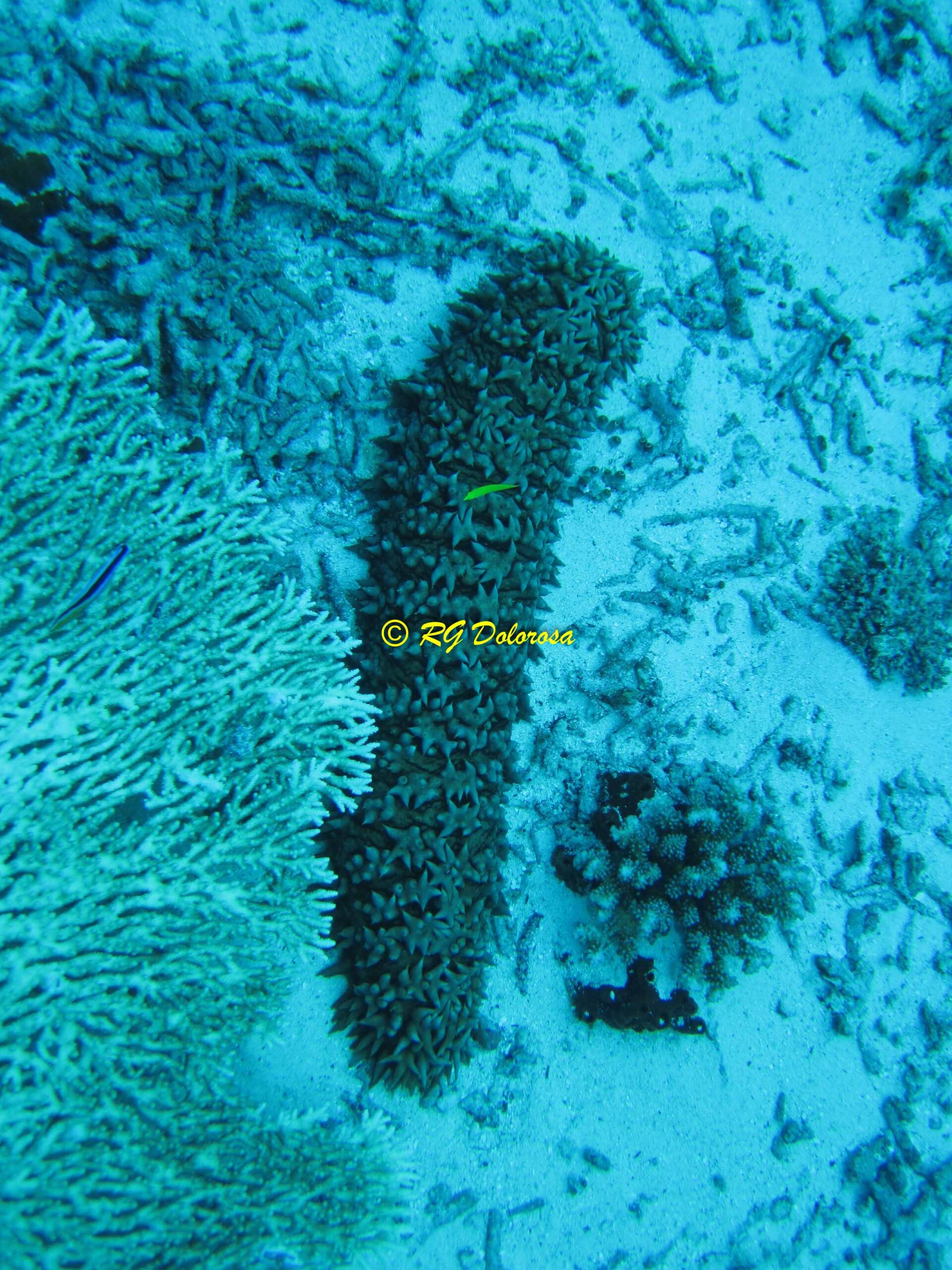 Thelenota ananas