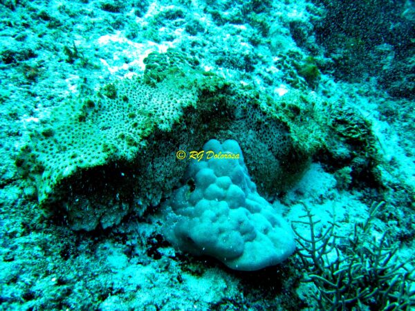 Thelenota anax