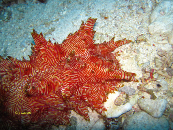Thelenota rubralineata