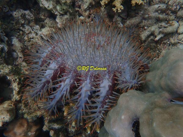 Acanthaster planci