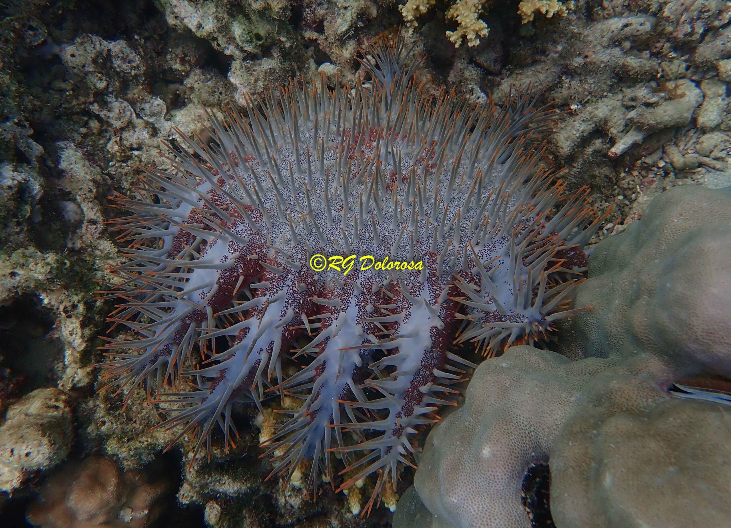 Acanthaster planci