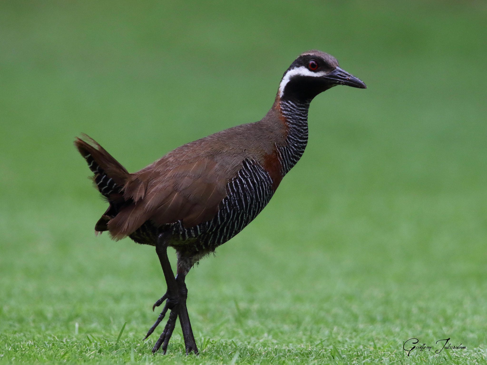 Gallirallus torquatus