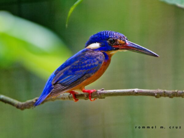 Alcedo meninting