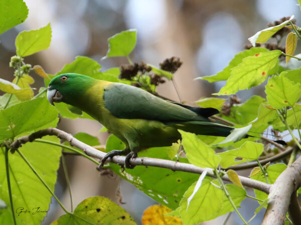 Prioniturus platenae