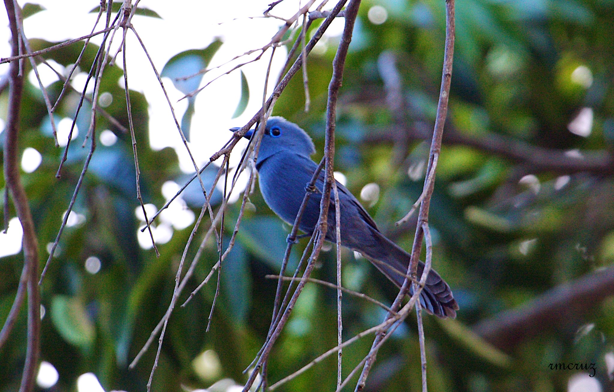Terpsiphone cyanescens