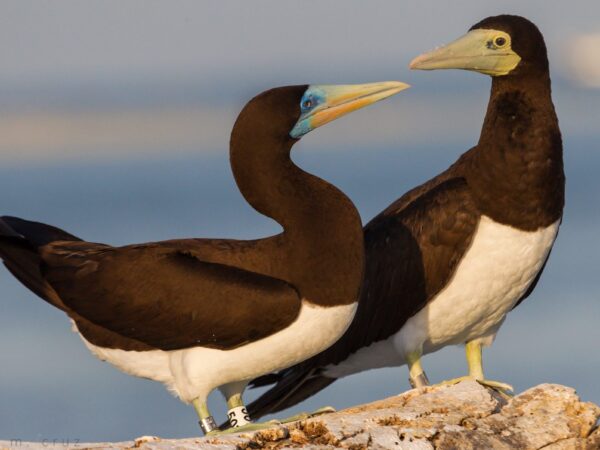 Sula leucogaster